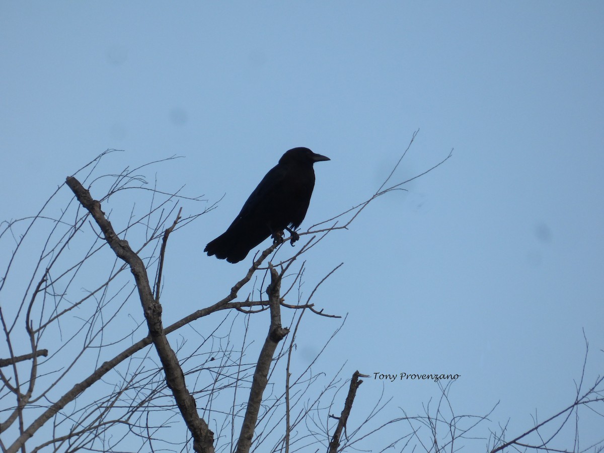 American Crow - ML619011903