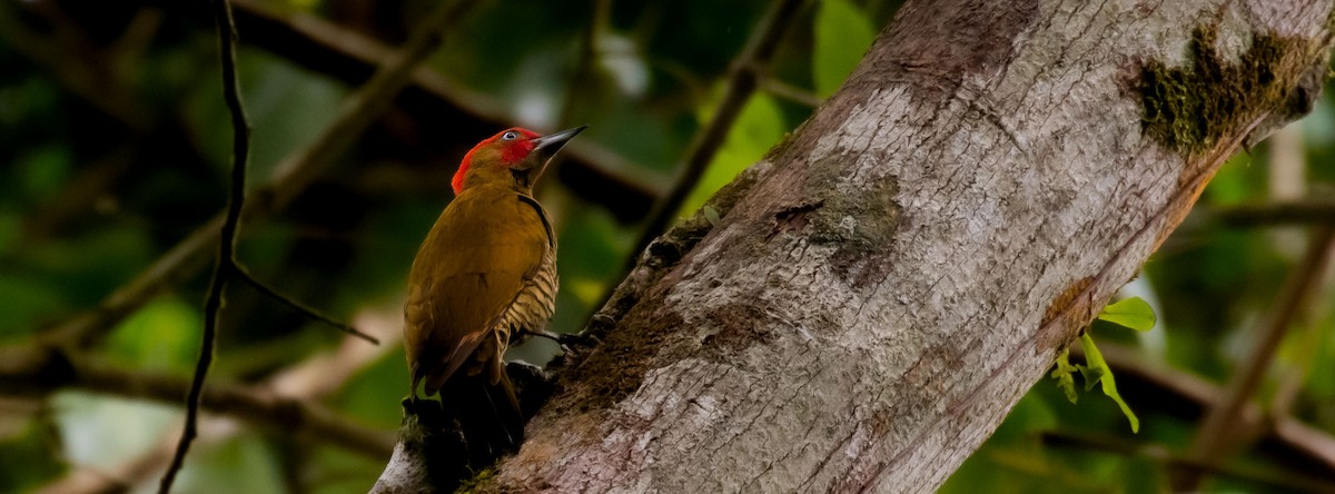 Rufous-winged Woodpecker - ML619011978