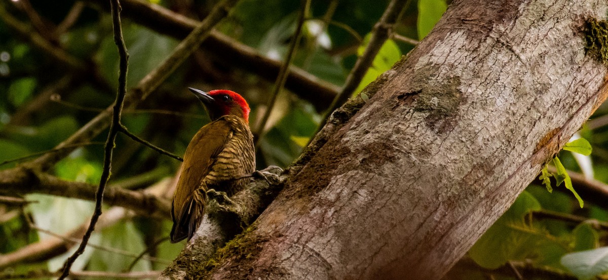 Rufous-winged Woodpecker - ML619011980