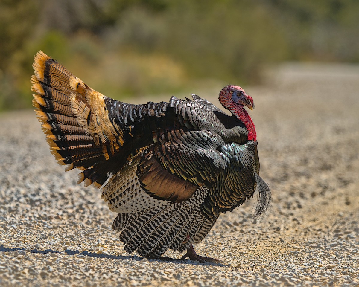 Wild Turkey - Bartholomew Birdee