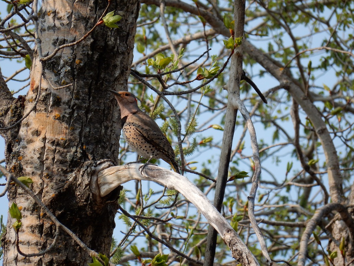 Northern Flicker (Yellow-shafted) - ML619011994
