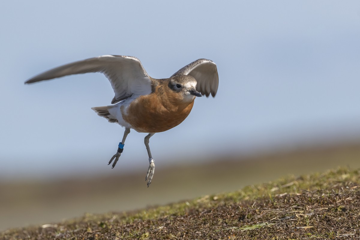 Red-breasted Dotterel (Southern) - ML619012032