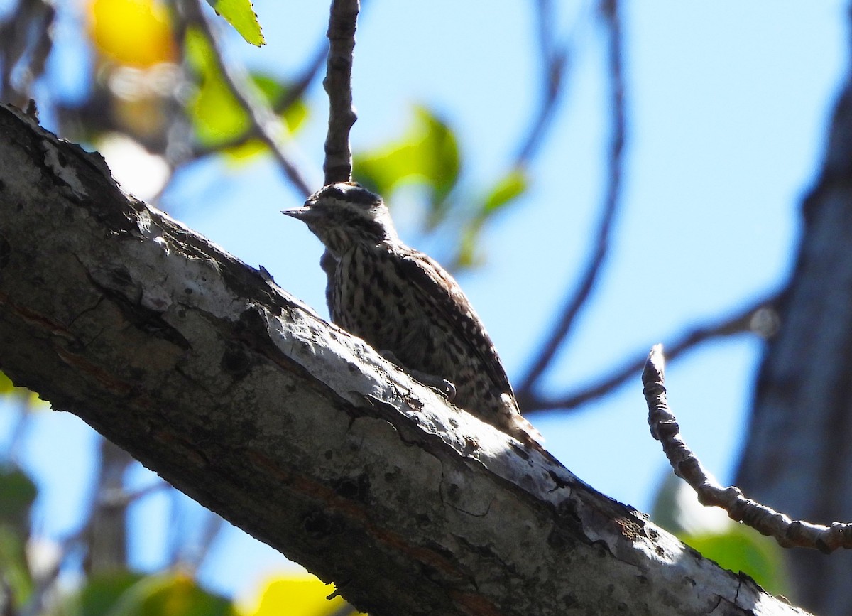 Striped Woodpecker - ML619012040