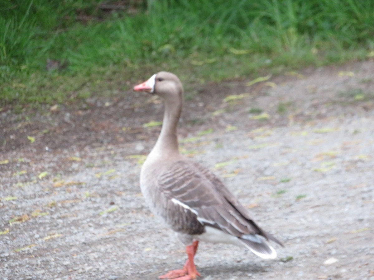 Greater White-fronted Goose - ML619012057