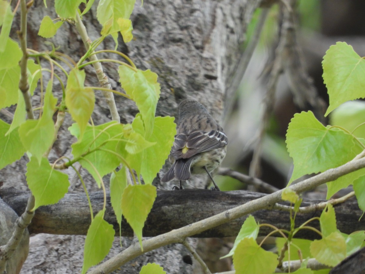 Yellow-rumped Warbler (Myrtle) - Jeff Percell