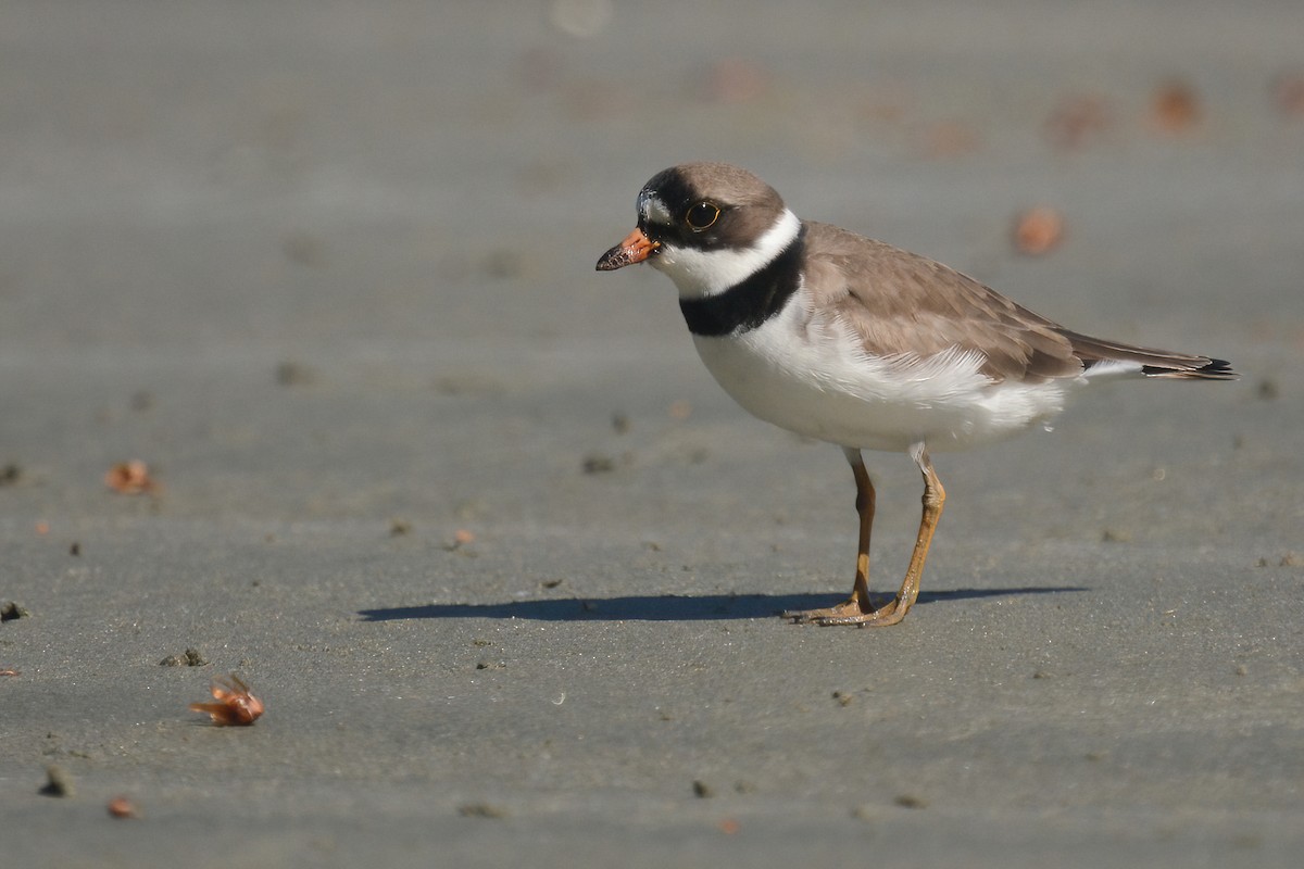 Semipalmated Plover - ML619012089