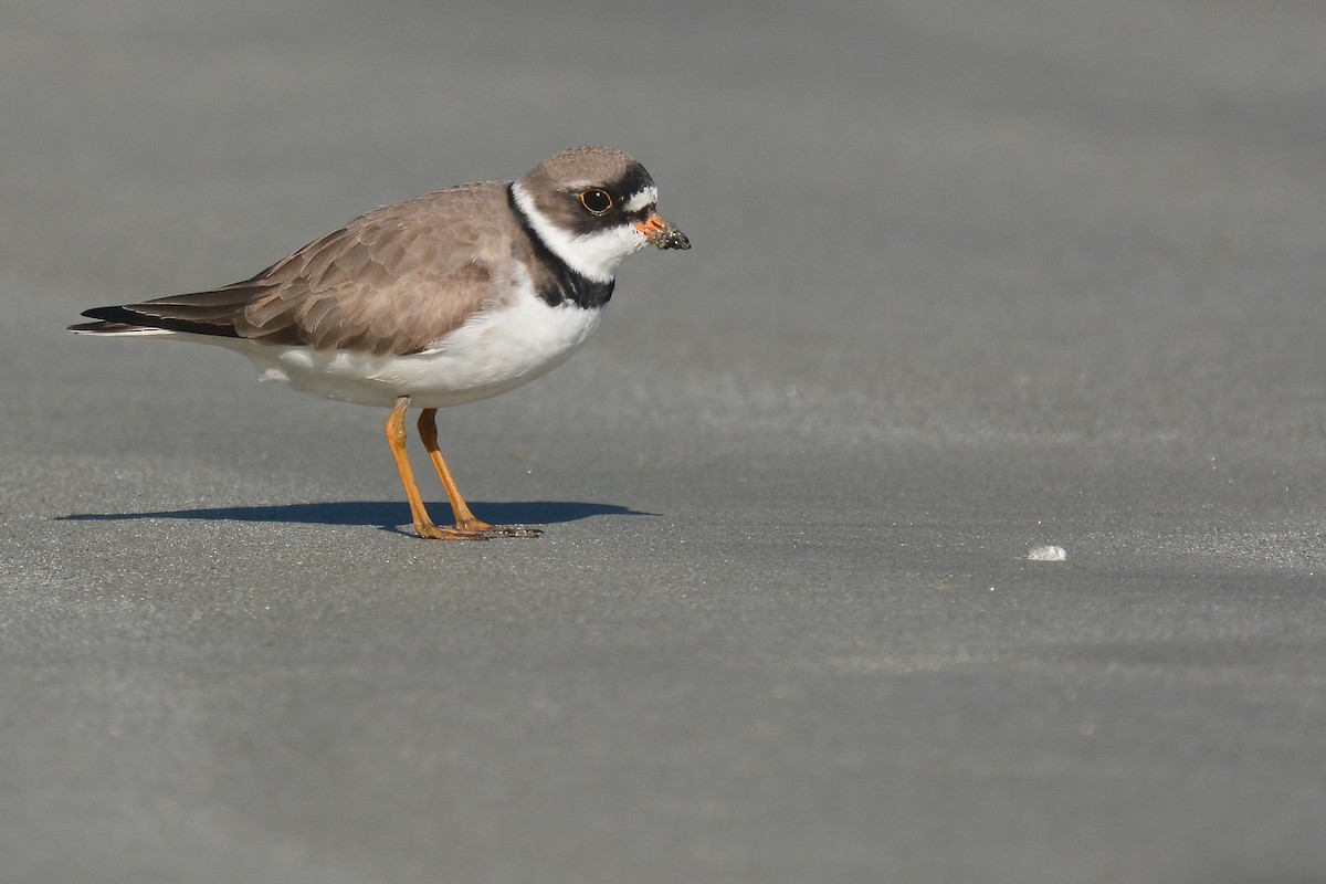 Semipalmated Plover - ML619012090