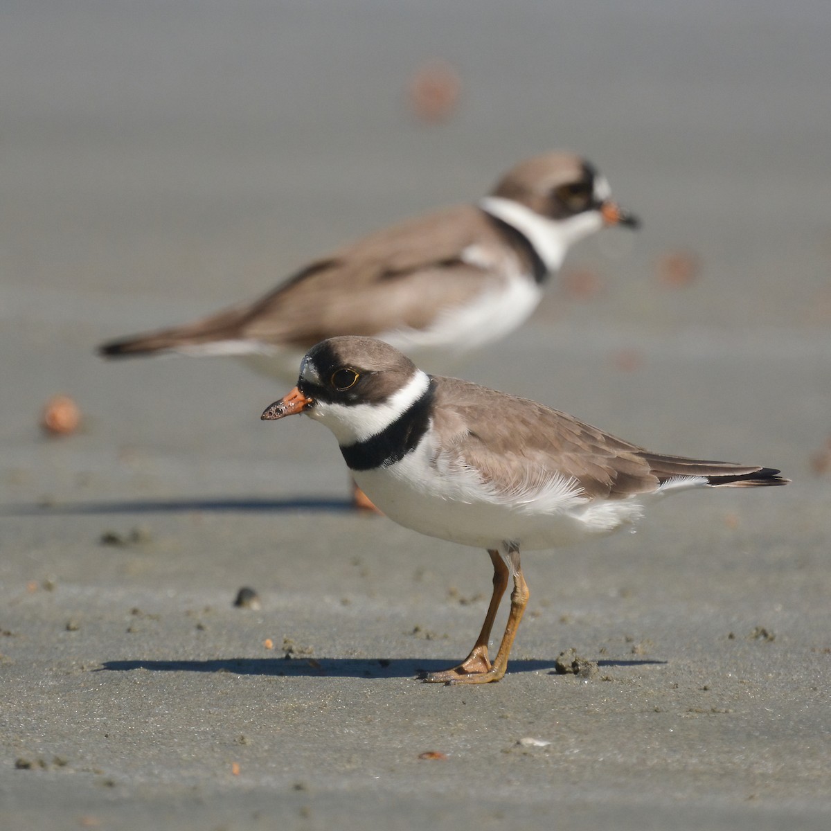 Semipalmated Plover - ML619012091