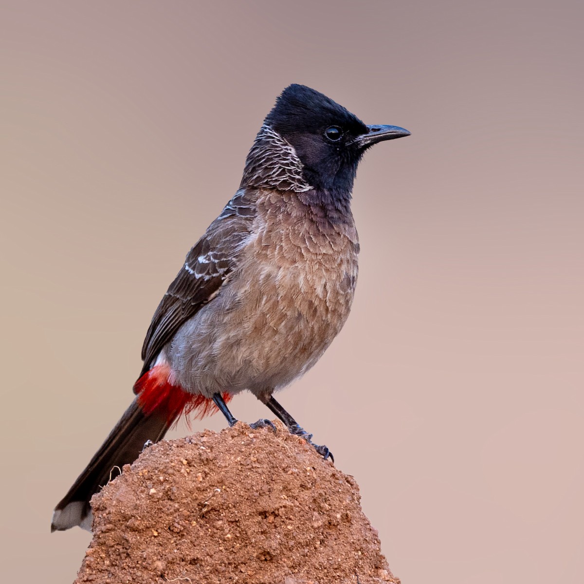 Red-vented Bulbul - ML619012095