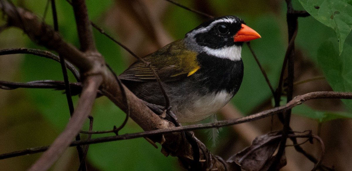 Orange-billed Sparrow - Leonel Lepiz