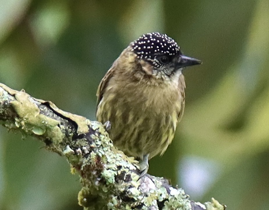 Olivaceous Piculet - ML619012105