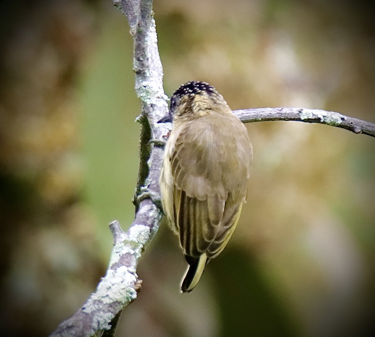 Olivaceous Piculet - ML619012106