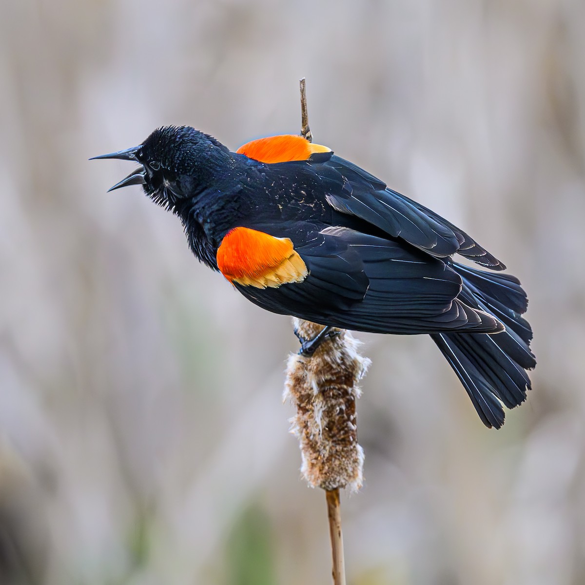 Red-winged Blackbird - Bruce Kennedy