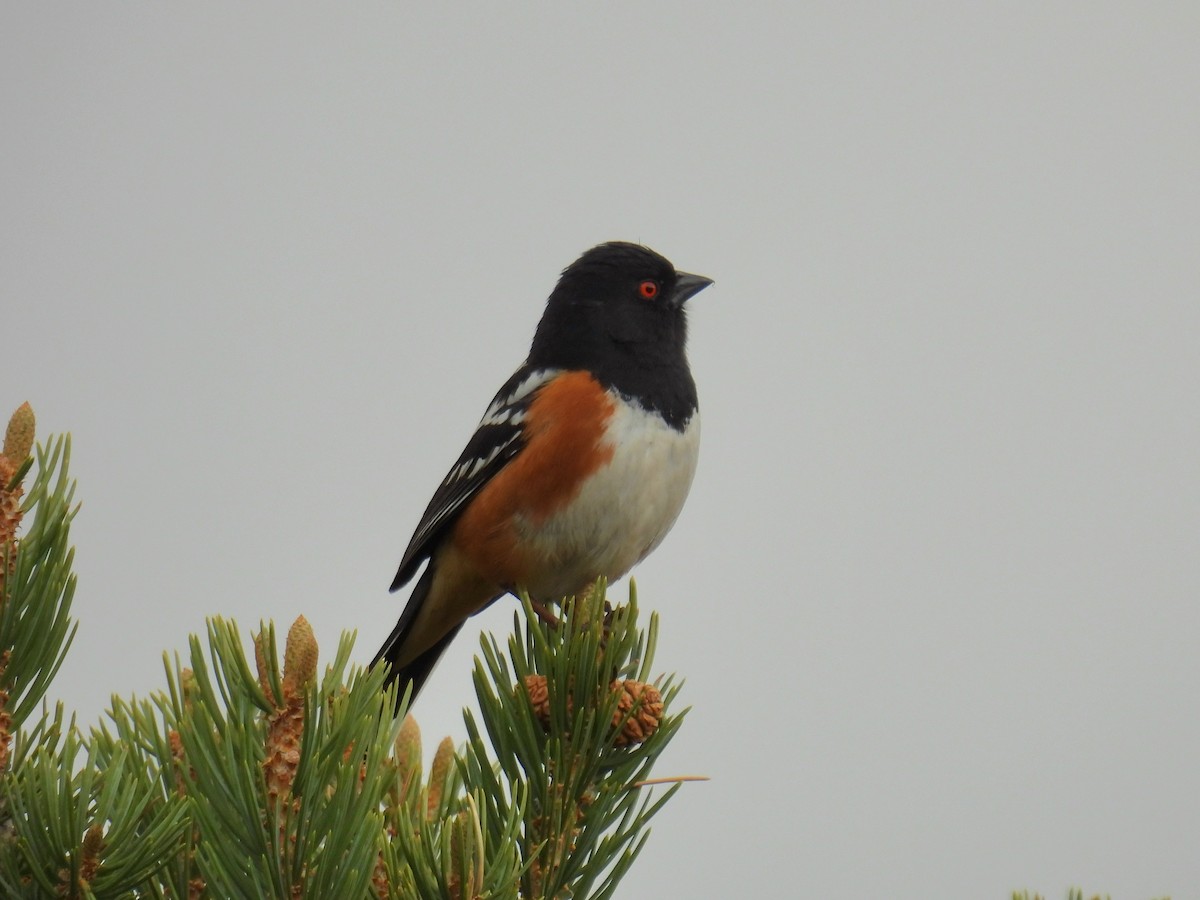 Spotted Towhee - ML619012118