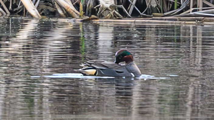 Green-winged Teal - ML619012129