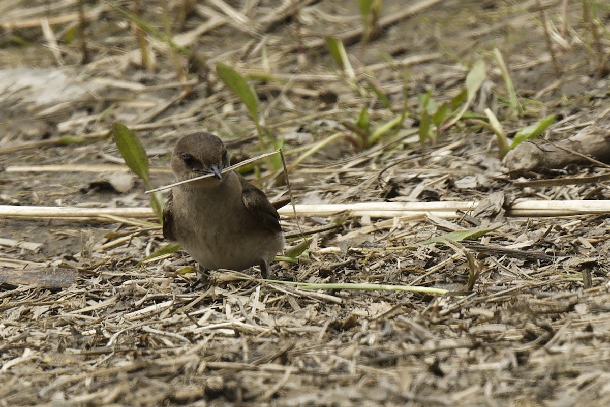 Northern Rough-winged Swallow - ML619012132