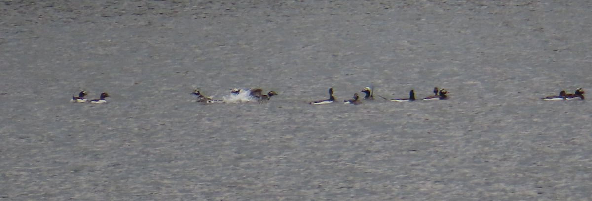 Long-tailed Duck - ML619012138