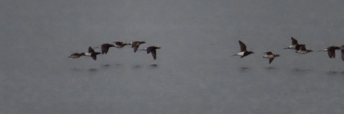 Long-tailed Duck - ML619012140