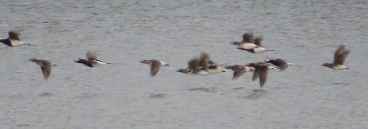 Long-tailed Duck - ML619012142
