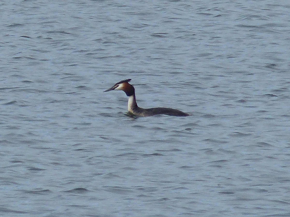 Great Crested Grebe - ML619012186