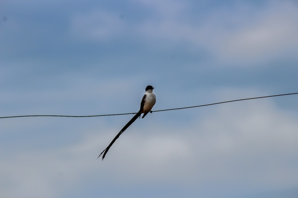 Fork-tailed Flycatcher - Sara López Madrid