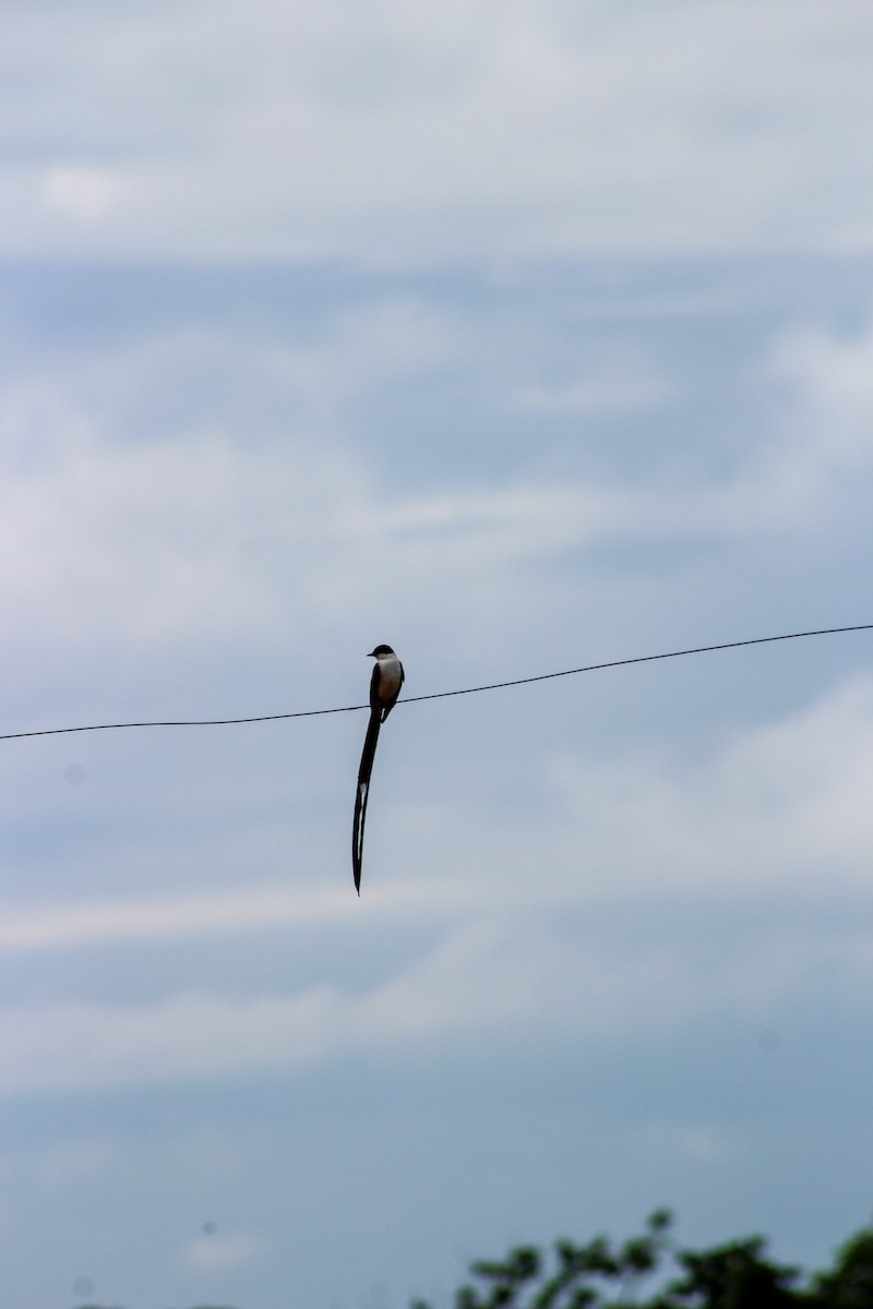 Fork-tailed Flycatcher - ML619012197