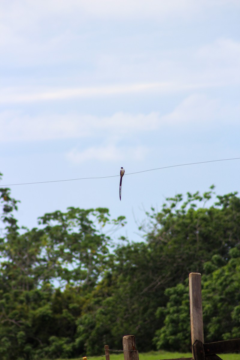 Fork-tailed Flycatcher - ML619012198