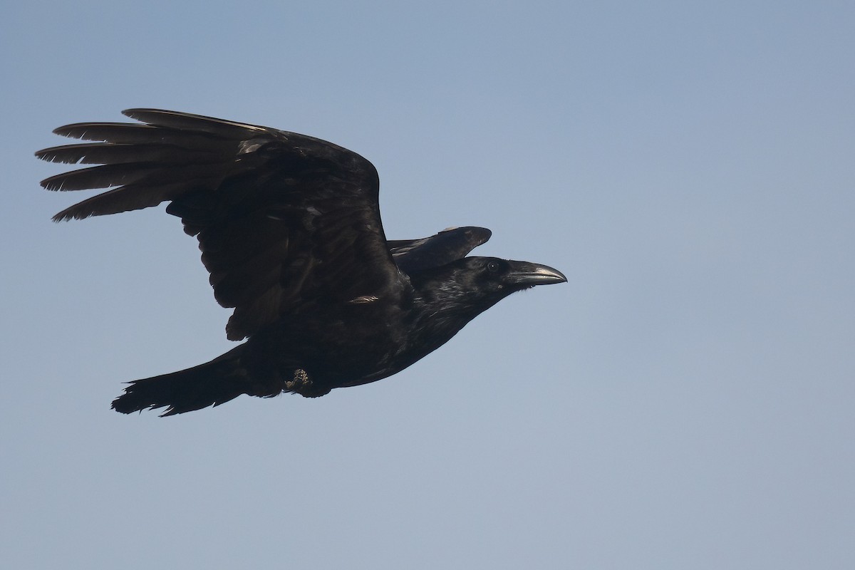 Common Raven - ML619012207