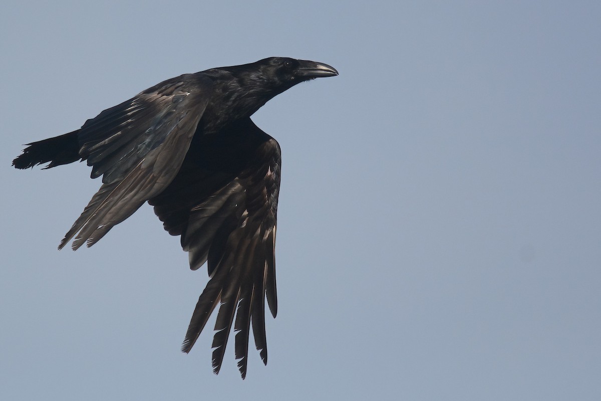 Common Raven - ML619012208