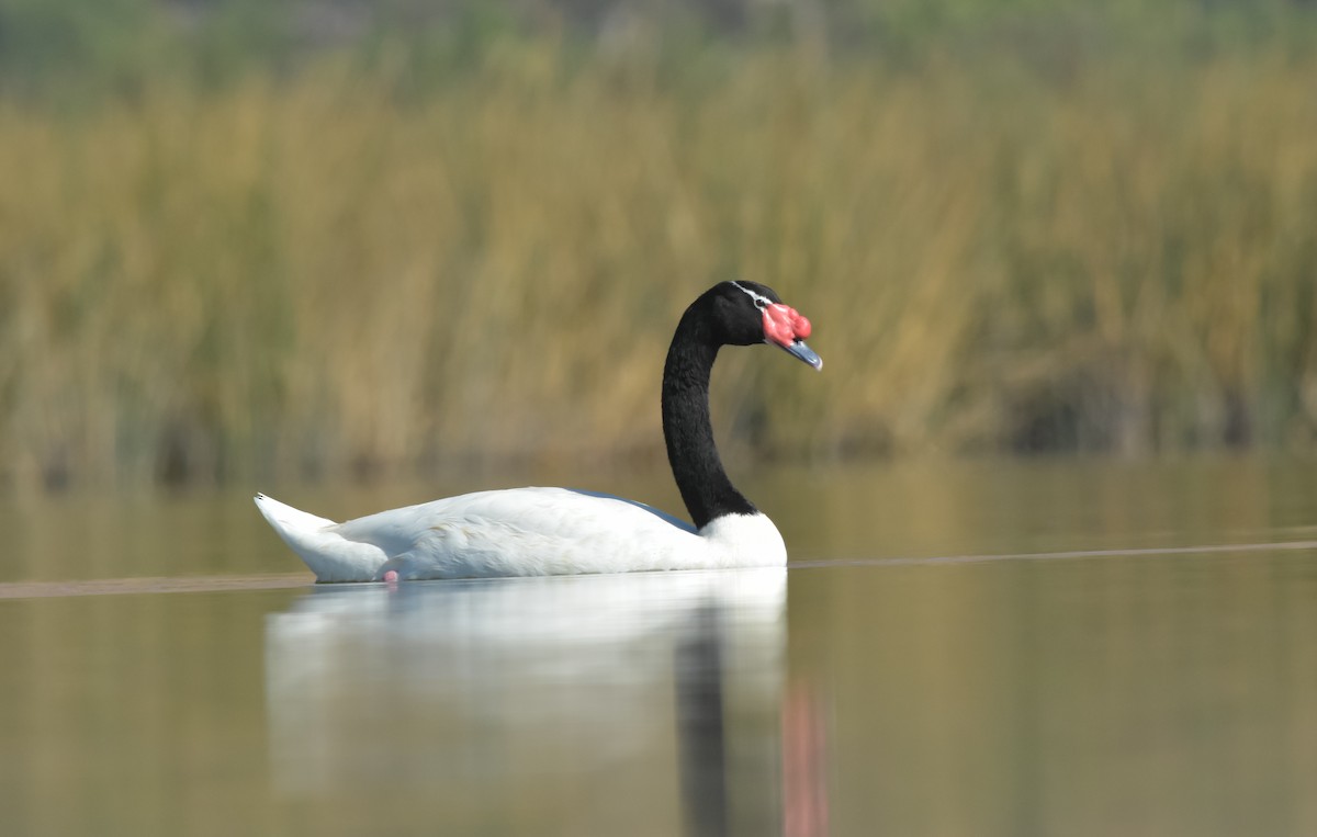 Black-necked Swan - ML619012218