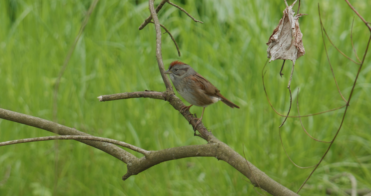 Swamp Sparrow - ML619012231