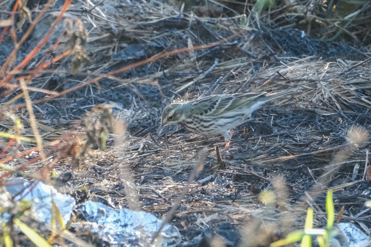 Rosy Pipit - ML619012242