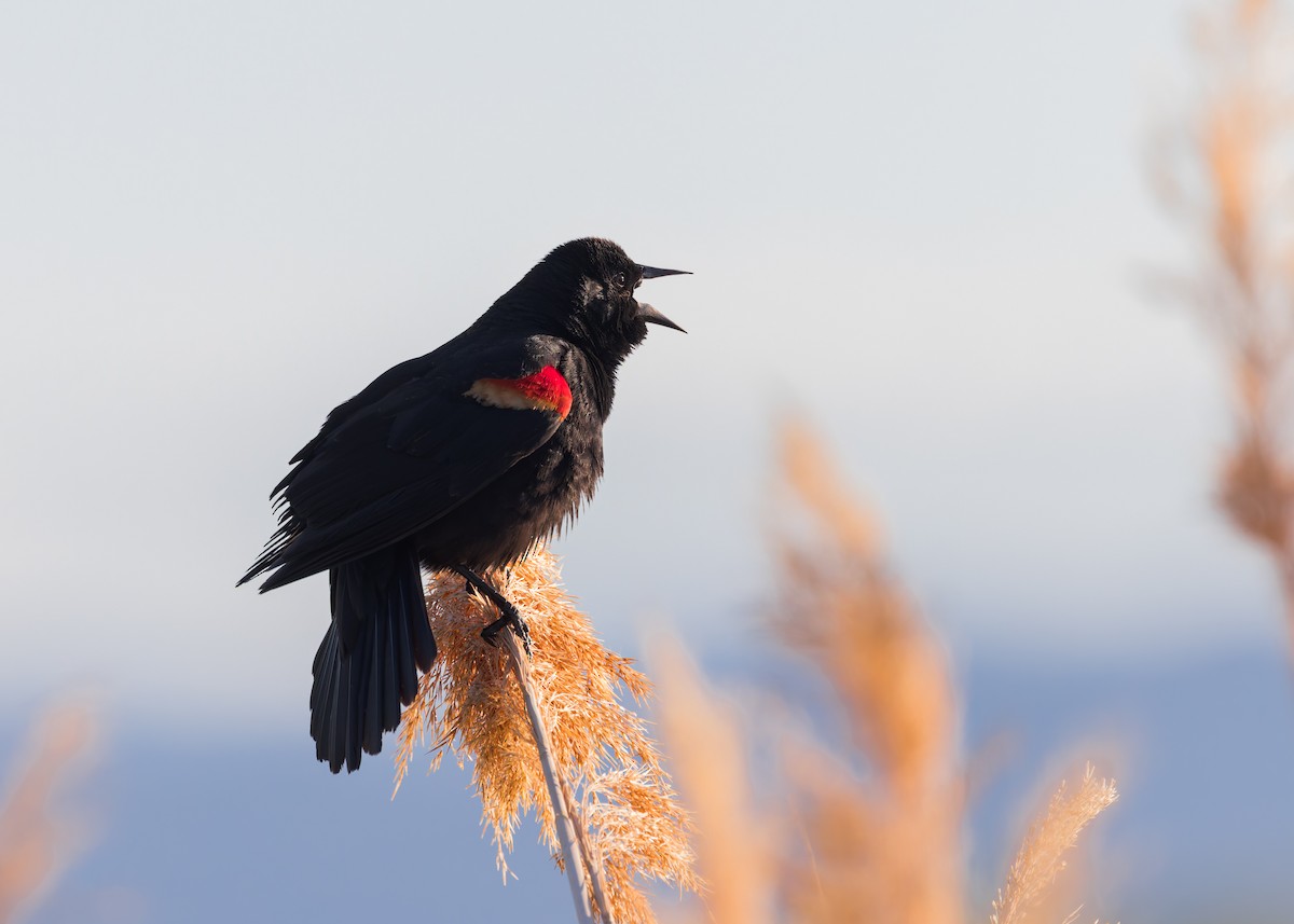 Red-winged Blackbird - ML619012246