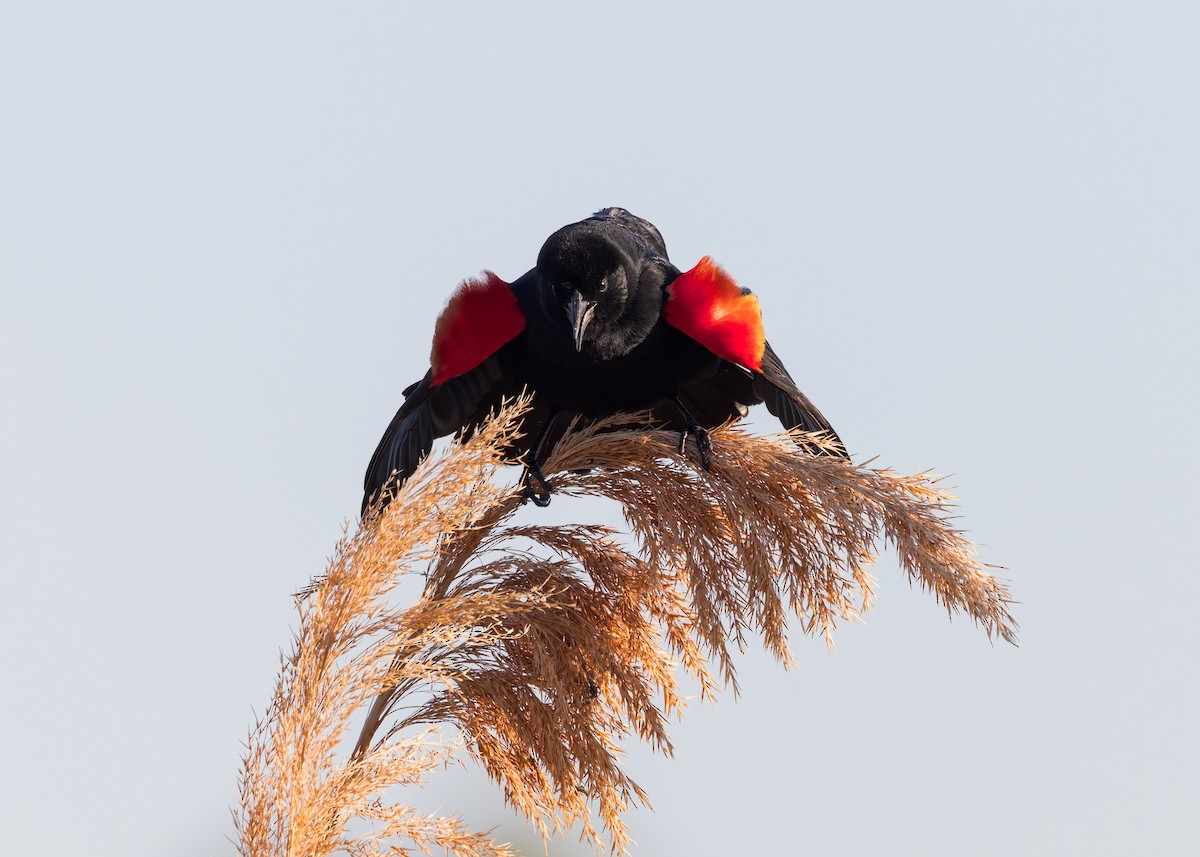 Red-winged Blackbird - Verlee Sanburg