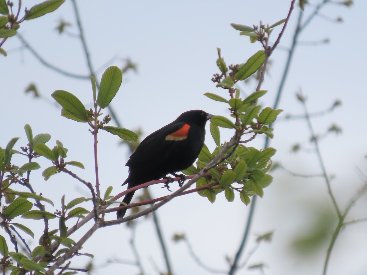 Red-winged Blackbird - Eileen LeFrancois