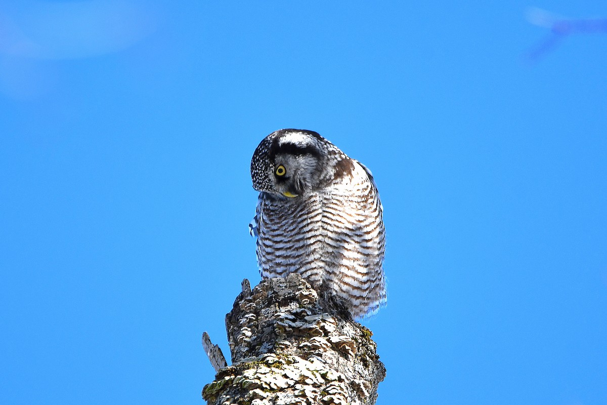 Northern Hawk Owl - ML619012310