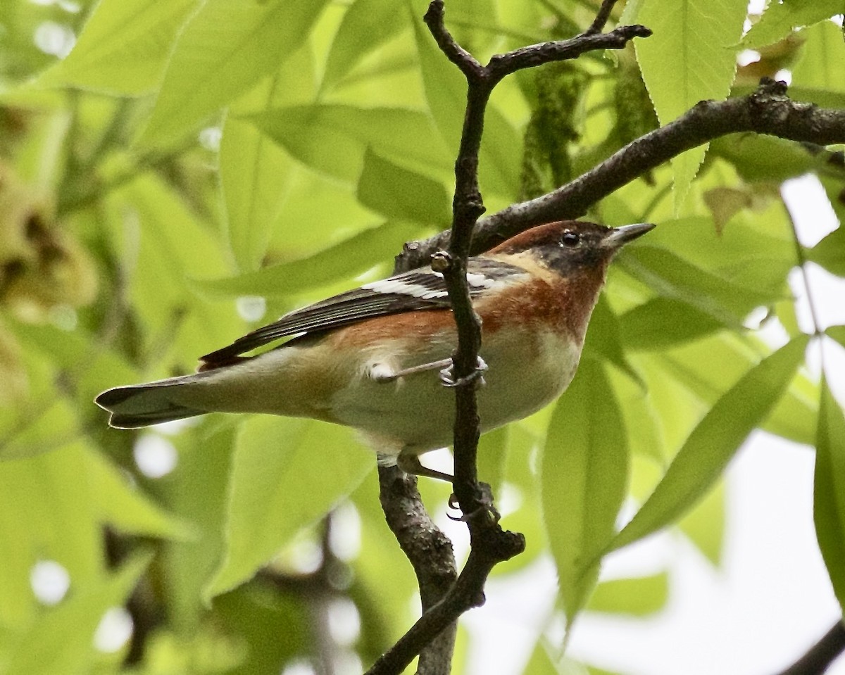 Bay-breasted Warbler - ML619012312