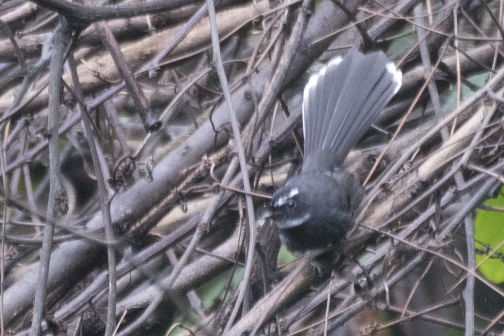 White-throated Fantail - ML619012330