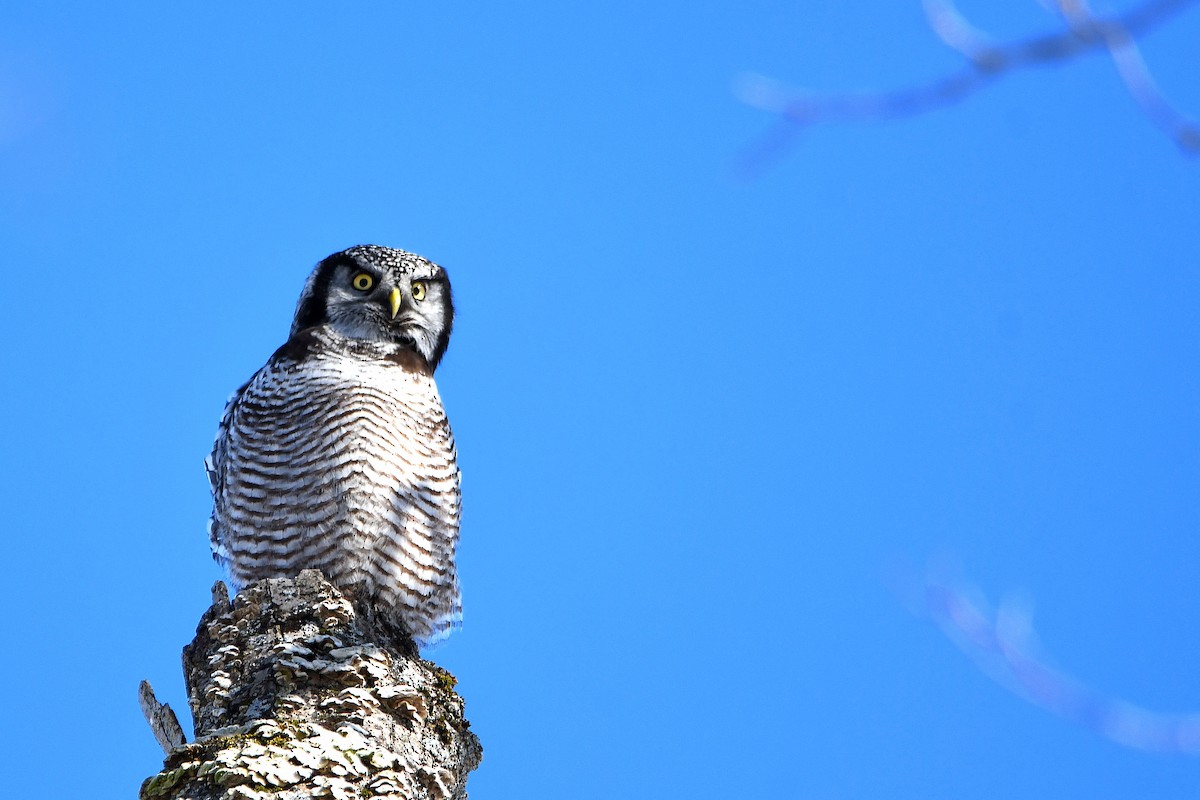 Northern Hawk Owl - ML619012345