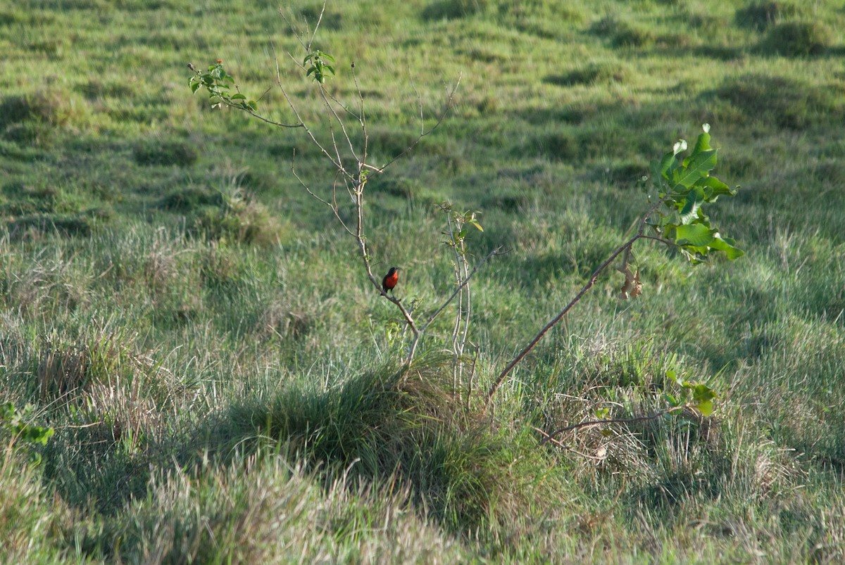 Red-breasted Meadowlark - Pedro Zamora