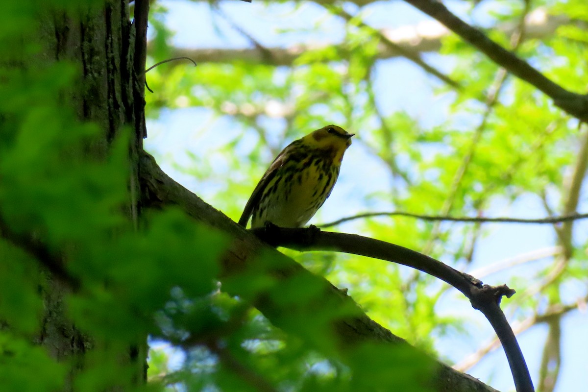 Cape May Warbler - ML619012402