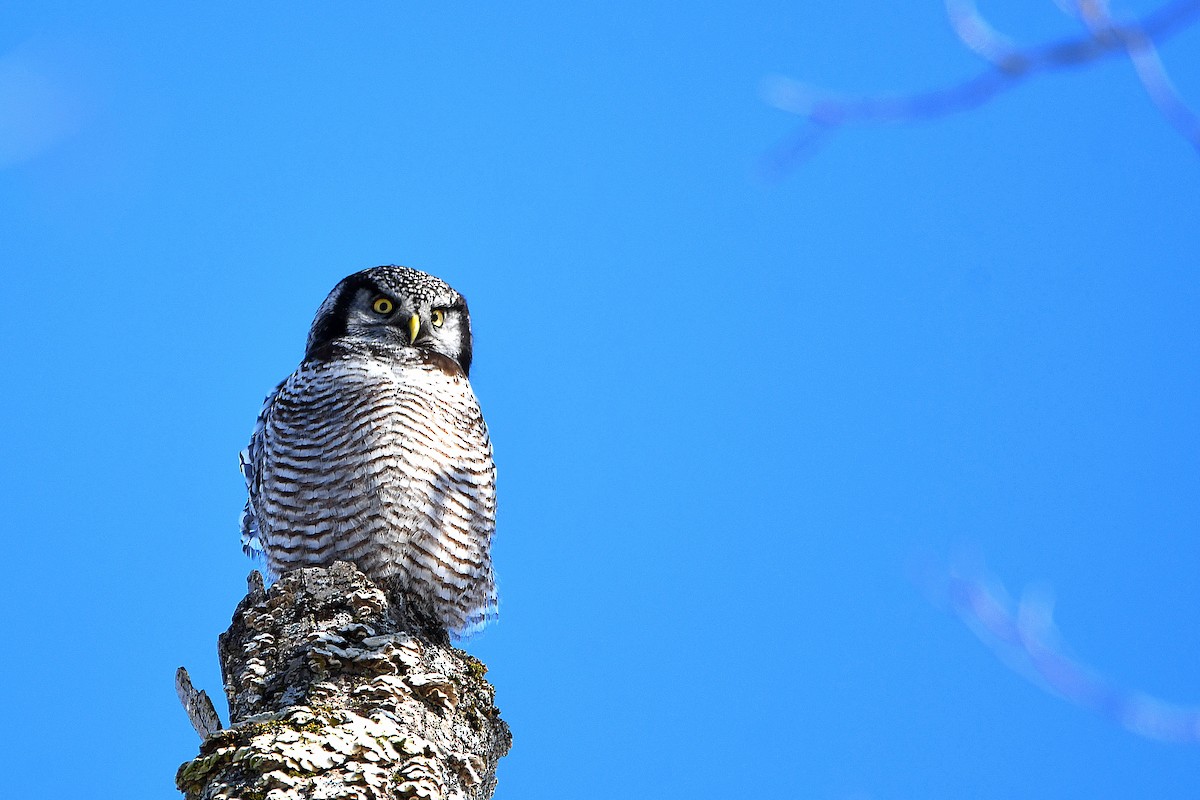 Northern Hawk Owl - ML619012403
