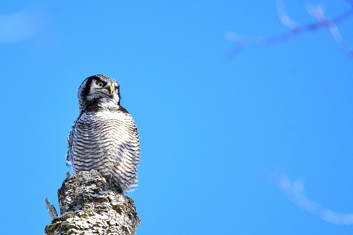 Northern Hawk Owl - ML619012414