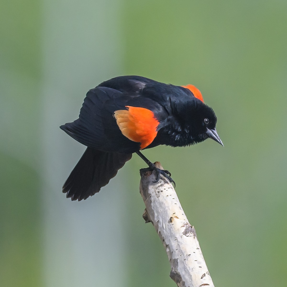 Red-winged Blackbird - Bruce Kennedy