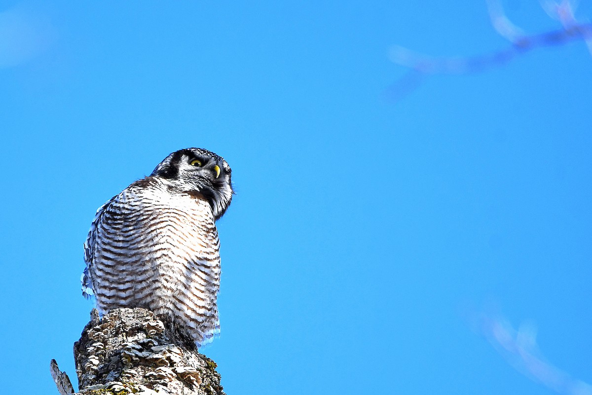 Northern Hawk Owl - ML619012434