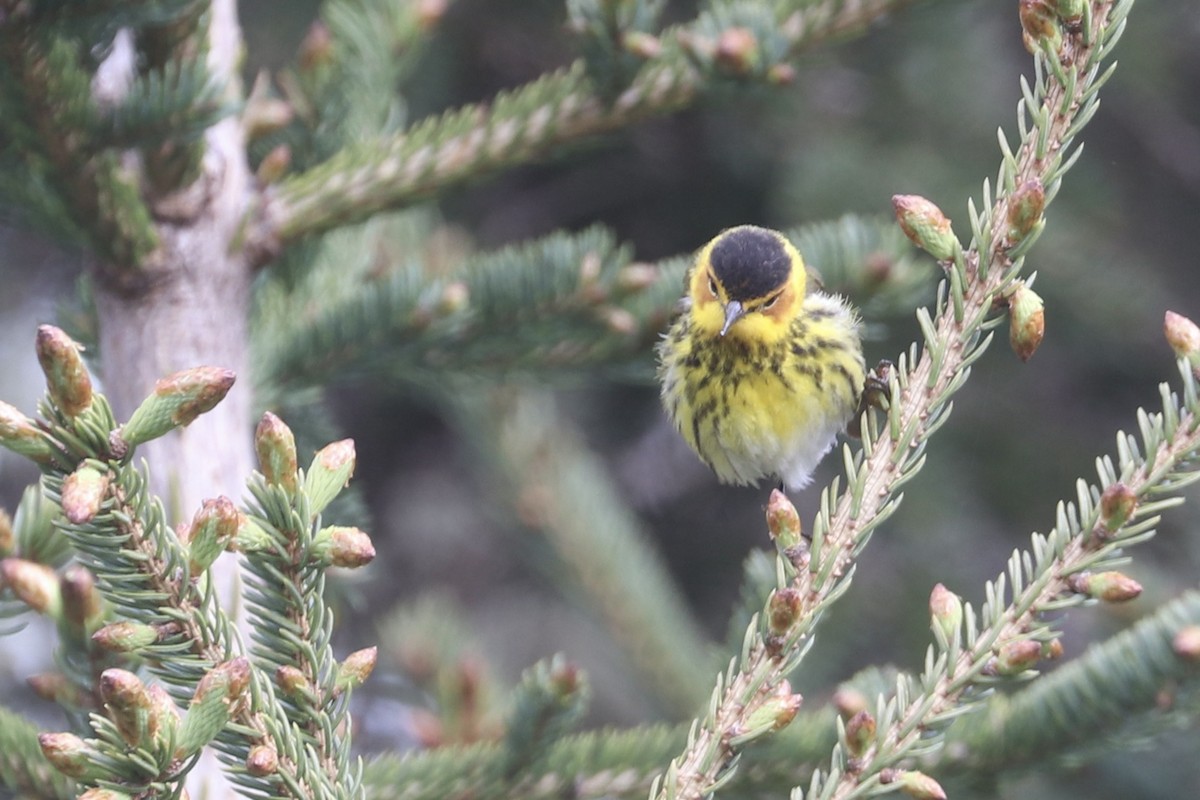 Cape May Warbler - ML619012479