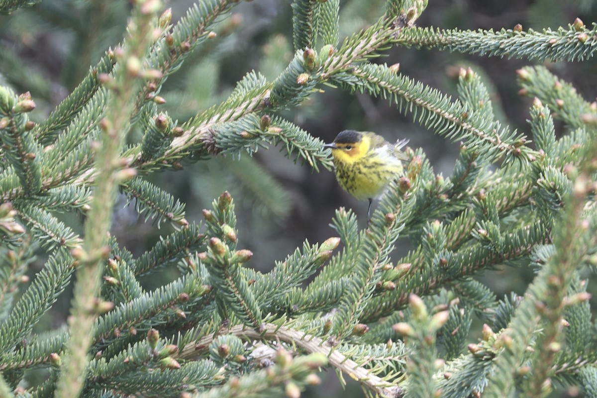 Cape May Warbler - ML619012483