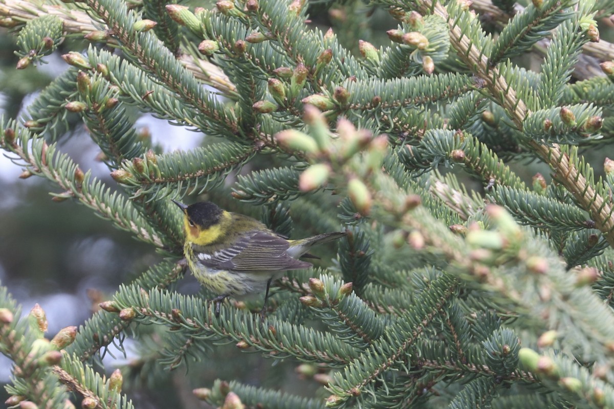 Cape May Warbler - ML619012484