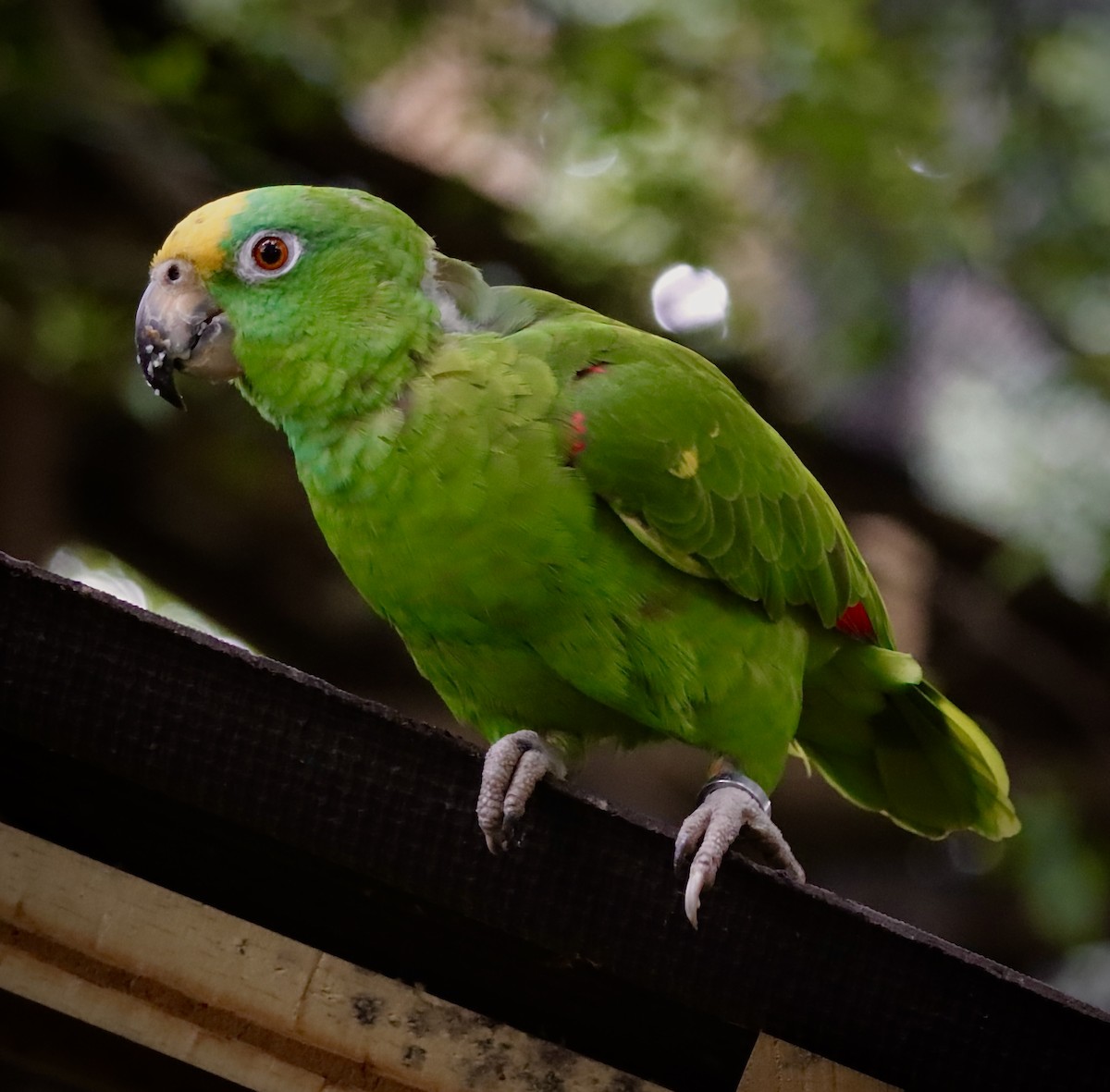 Yellow-crowned Parrot - ML619012505