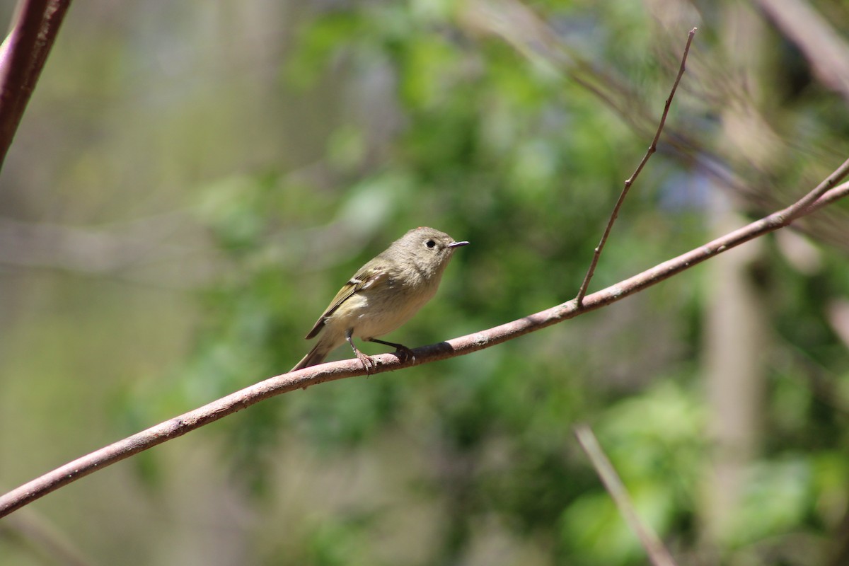 Ruby-crowned Kinglet - Cory Taylor